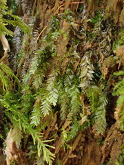 Plagiothecium nemorale