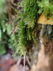 Plagiothecium nemorale