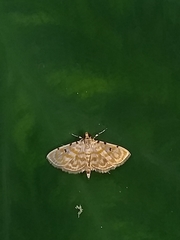 Notarcha aurolinealis