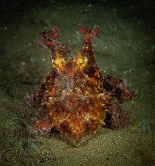Octopus americanus