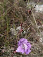 Agalinis maritima