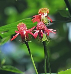 Pseudogynoxys benthamii