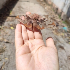 Neorcarnegia basirei