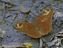 Bebearia cocalia