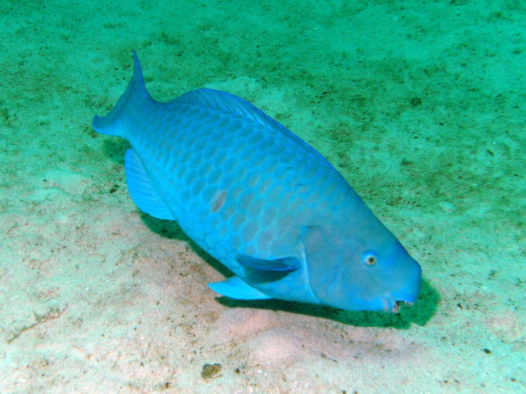 Blue Parrotfish