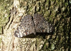 Hamadryas feronia