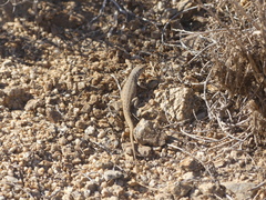 Liolaemus nigromaculatus