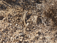 Liolaemus nigromaculatus