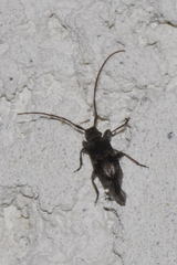 Exocentrus adspersus