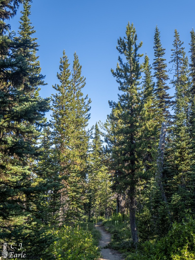 Interior Lodgepole Pine from Yakima, Washington, United States on July 14, 2021 at 0842 AM by