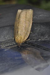 Aphelia viburnana