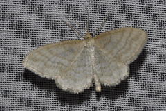Idaea macilentaria