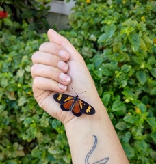 Actinote thalia pyrrha