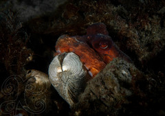 Octopus americanus