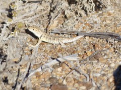 Liolaemus nigromaculatus