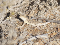 Liolaemus nigromaculatus