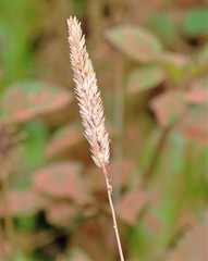 Phalaris angusta