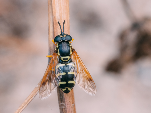 Chrysotoxum festivum nuotrauka
