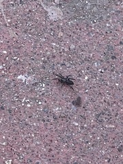 Araneae