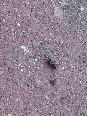 Araneae
