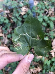 photo of agromyzid mine in a Cape-ivy leaf