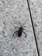 Acanthocephala thomasi