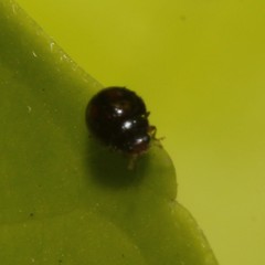 Serangium maculigerum