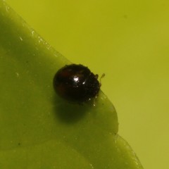 Serangium maculigerum