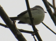 Serpophaga subcristata