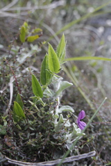 Psoralea monophylla