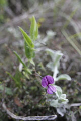 Psoralea monophylla