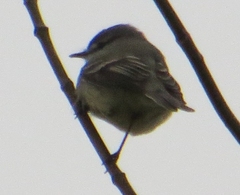 Serpophaga subcristata