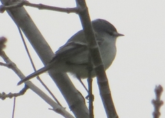 Serpophaga subcristata