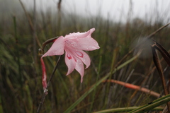 Gladiolus pappei