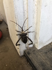 Acanthocephala declivis