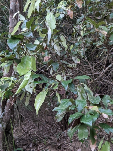 Image of Couepia polyandra by (c) Eric Knight, some rights reserved (CC BY)