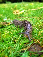 Limax maximus