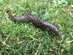 Limax maximus