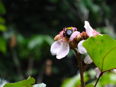 Bombus transversalis