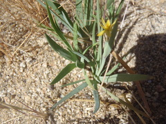 Sisyrinchium cernuum