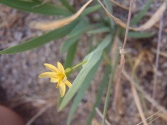 Sisyrinchium cernuum