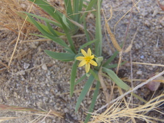 Sisyrinchium cernuum
