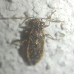 Brachycarenus tigrinus