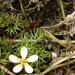 Ranunculus longirostris - Photo (c) Lori Skulski, alguns direitos reservados (CC BY-NC), uploaded by Lori Skulski