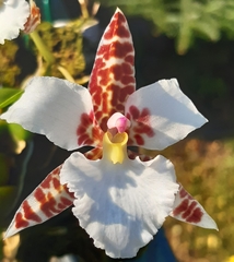 Rhynchostele rossii