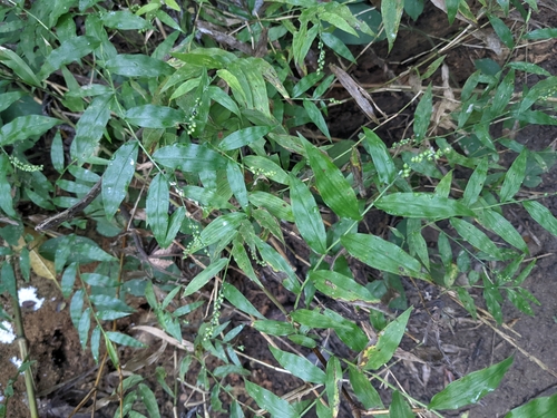 Image of Lasiacis ruscifolia by (c) Eric Knight, some rights reserved (CC BY)