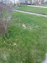 Sylvilagus floridanus