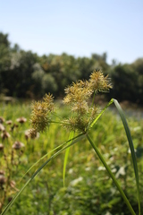 Cyperus serotinus
