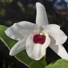 Dendrobium lituiflorum