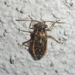 Brachycarenus tigrinus